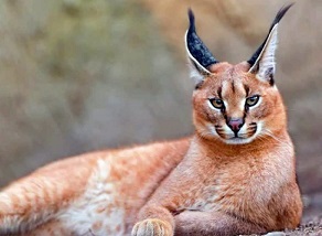 Karakulaklar azalınca Domuzlar çoğaldı