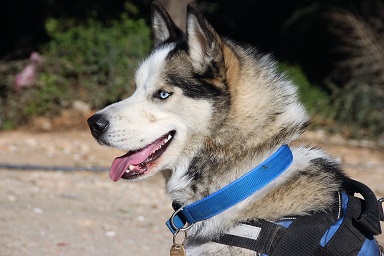 Kayıp köpek için bütün Bodrum’u dolaştı