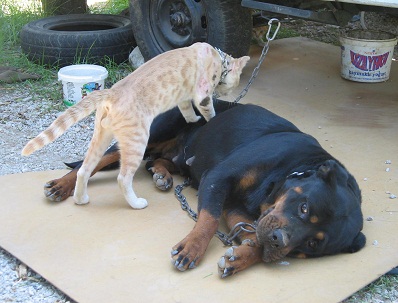 Masör kedi nazlı