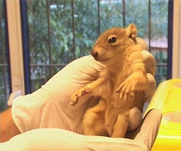 Sevimli Sincap tedaviye alındı