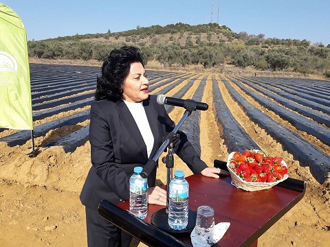 Vali Hanım Çileği yaygınlaşıyor