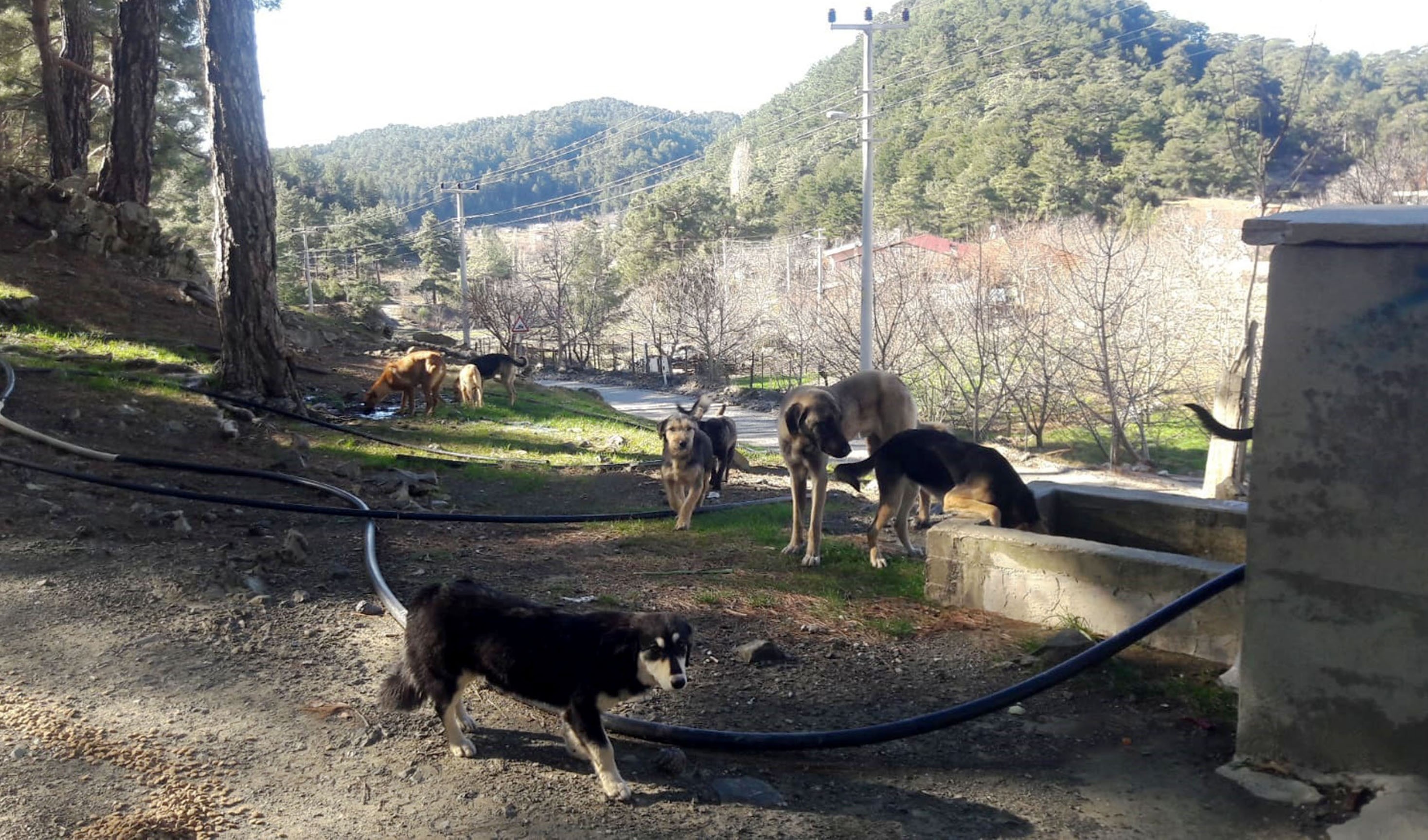 30 köpeği ölüme terk ettiler