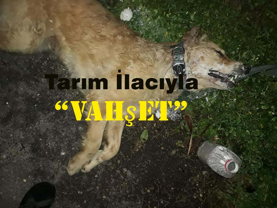 Köpekleri Tarım İlacıyla Zehirlediler