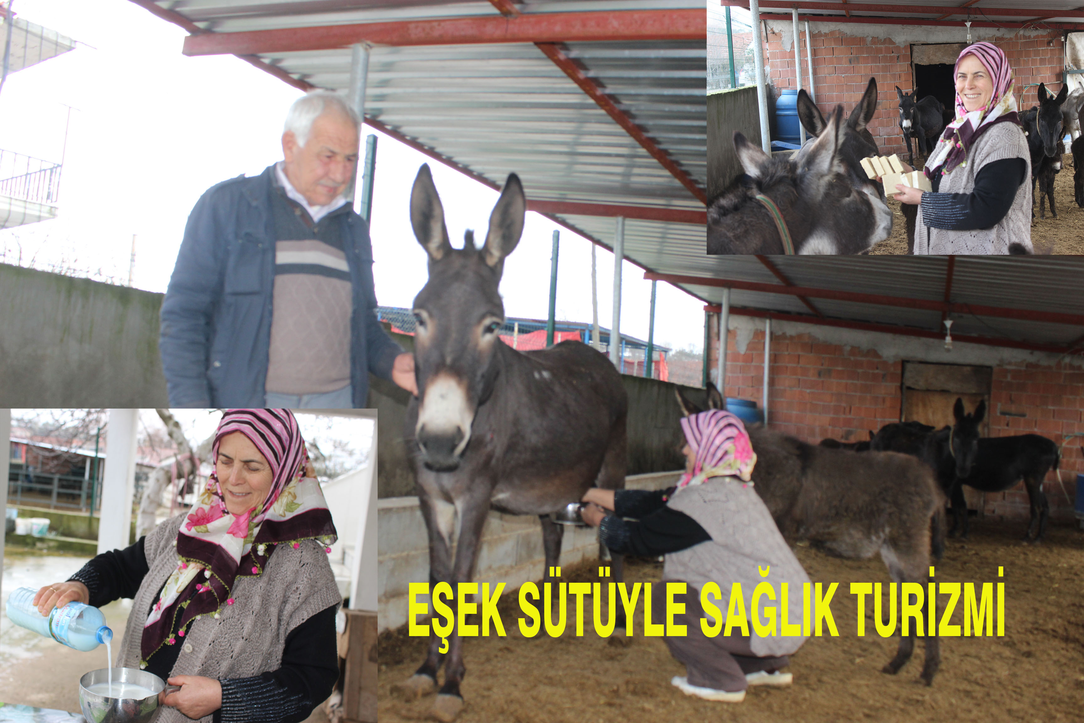 Eşeklerle Sağlık Turizmi Yapıyorlar