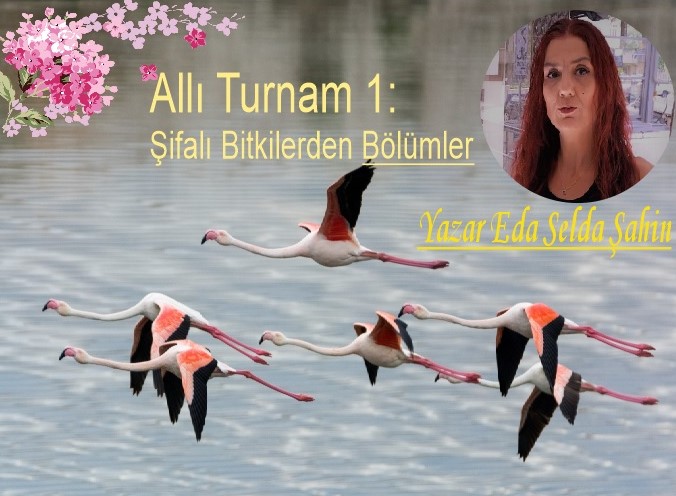 Allı Turnam 1: Şifalı Bitkilerden Bölümler 1