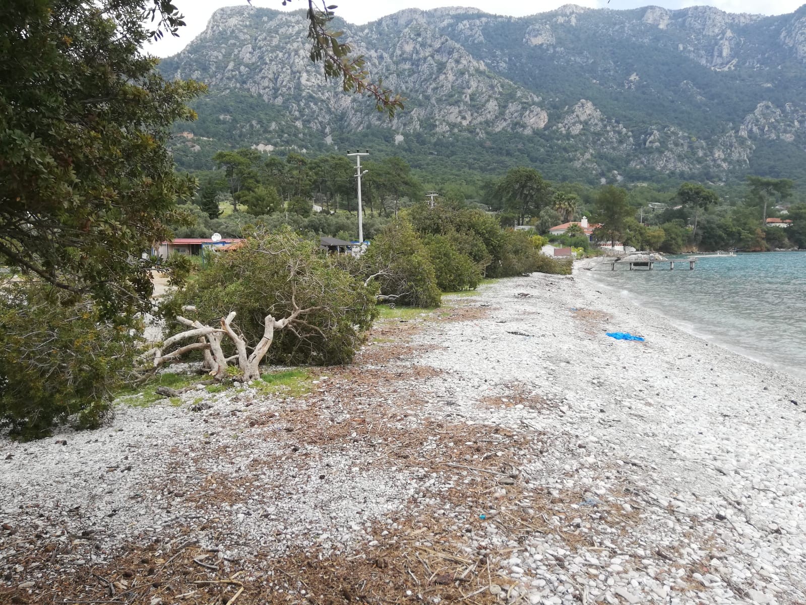 Akbük sahilindeki onlarca ağaç katledildi