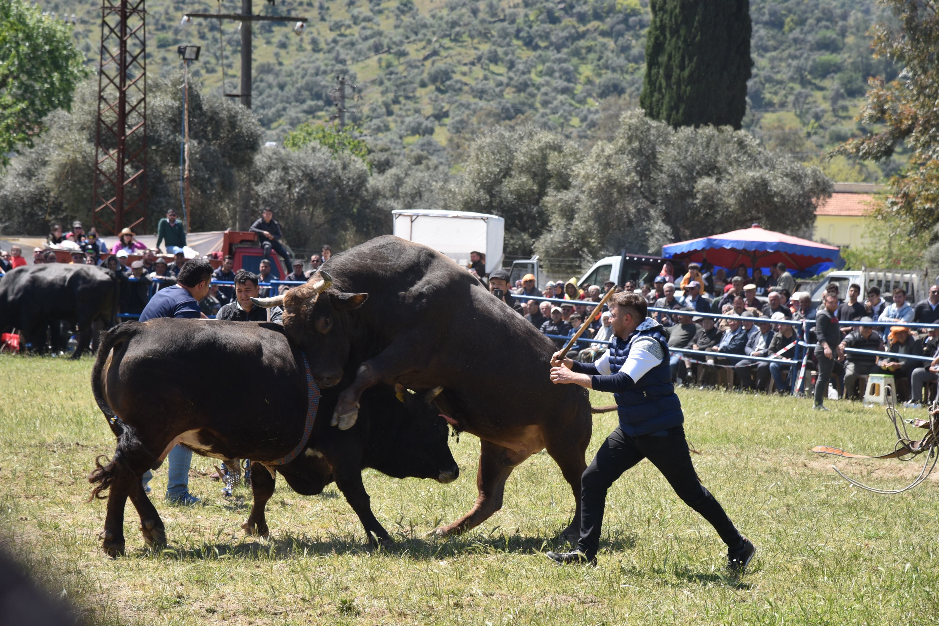 Milas'ta boğalar güreşti