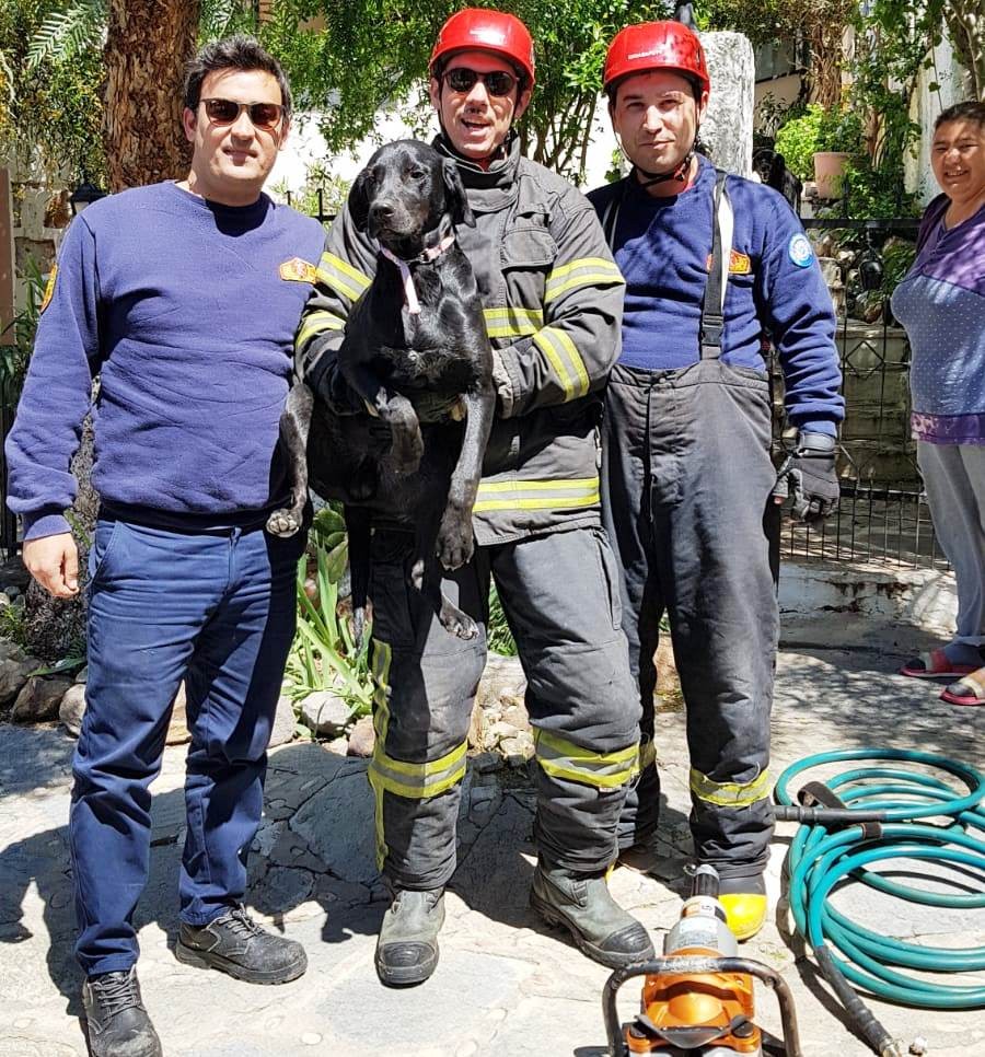 Bahçe kapısına sıkışan Zeytin’i itfaiyeciler kurtardı