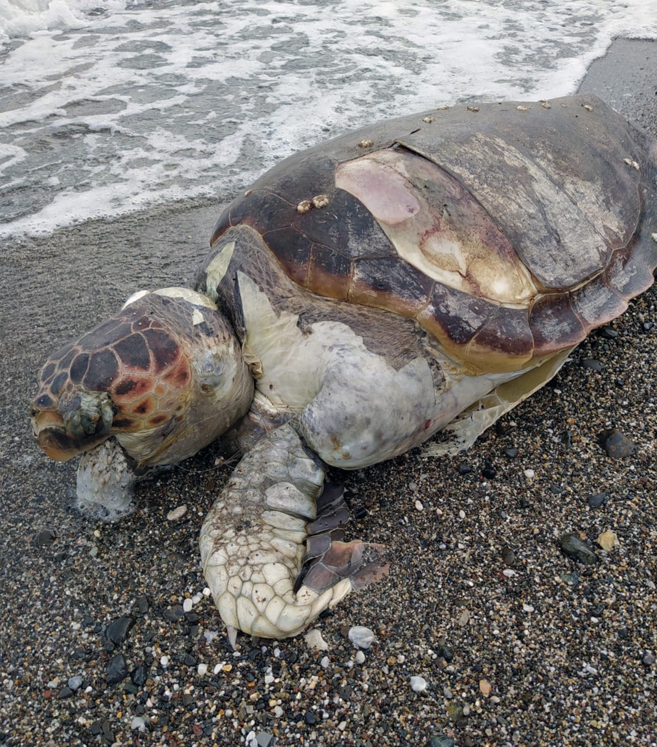 İçmeler sahiline ölü caretta vurdu