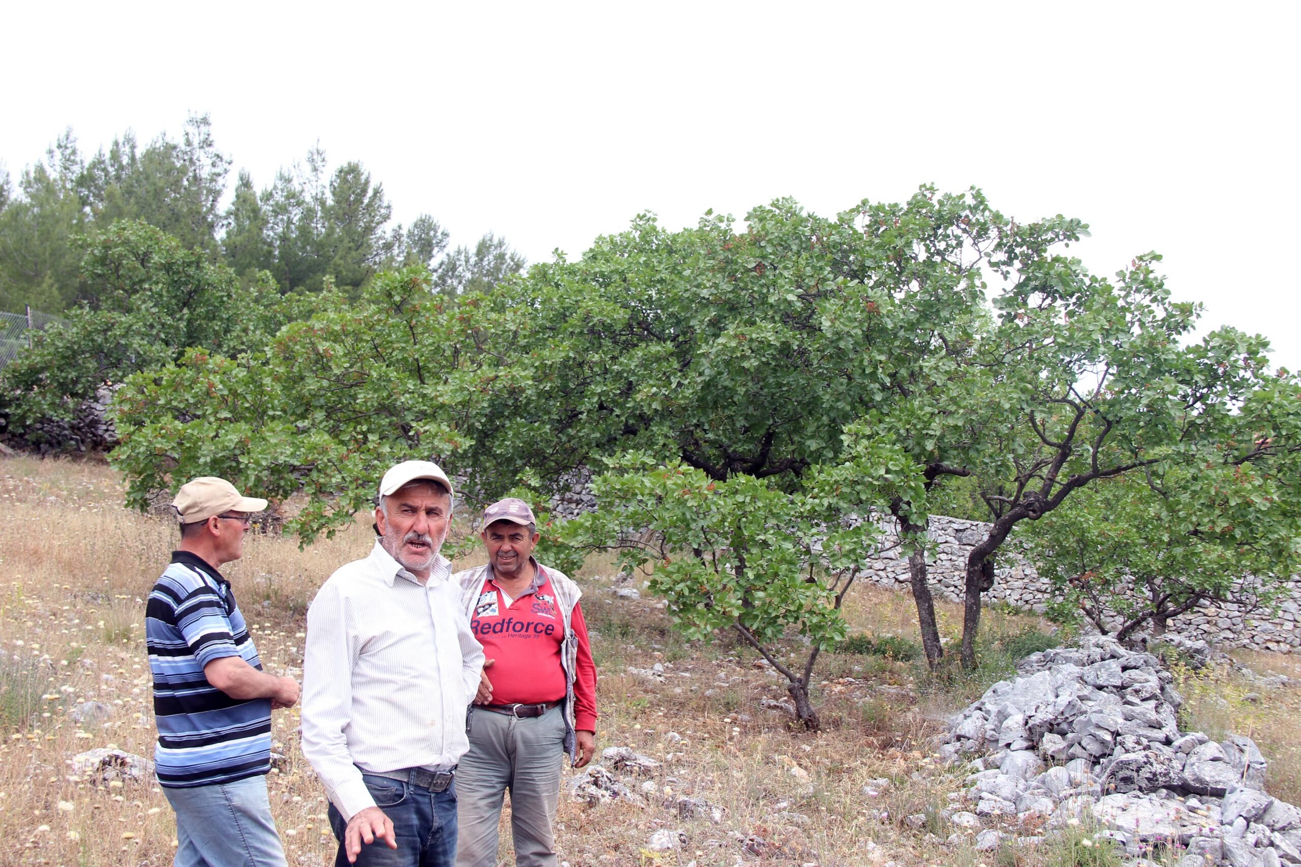 30 yıl sonra meyve verdi, burası Antep değil Muğla