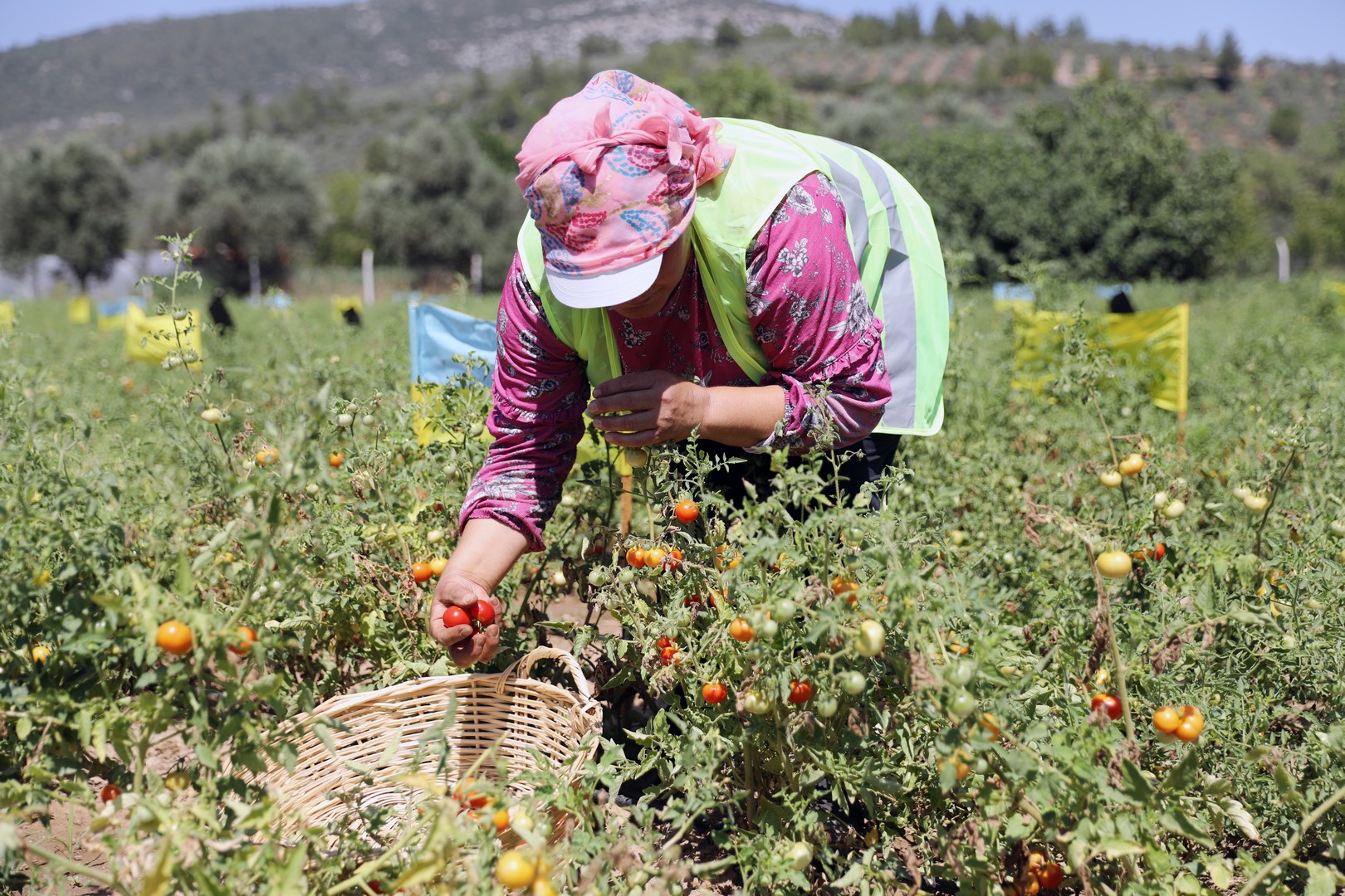 Yerli ürünlerin ilk hasadı yapıldı