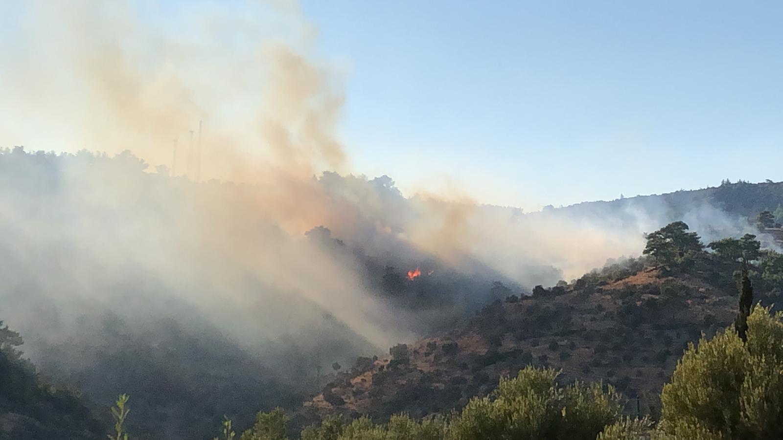 Bodrum'da orman yangını