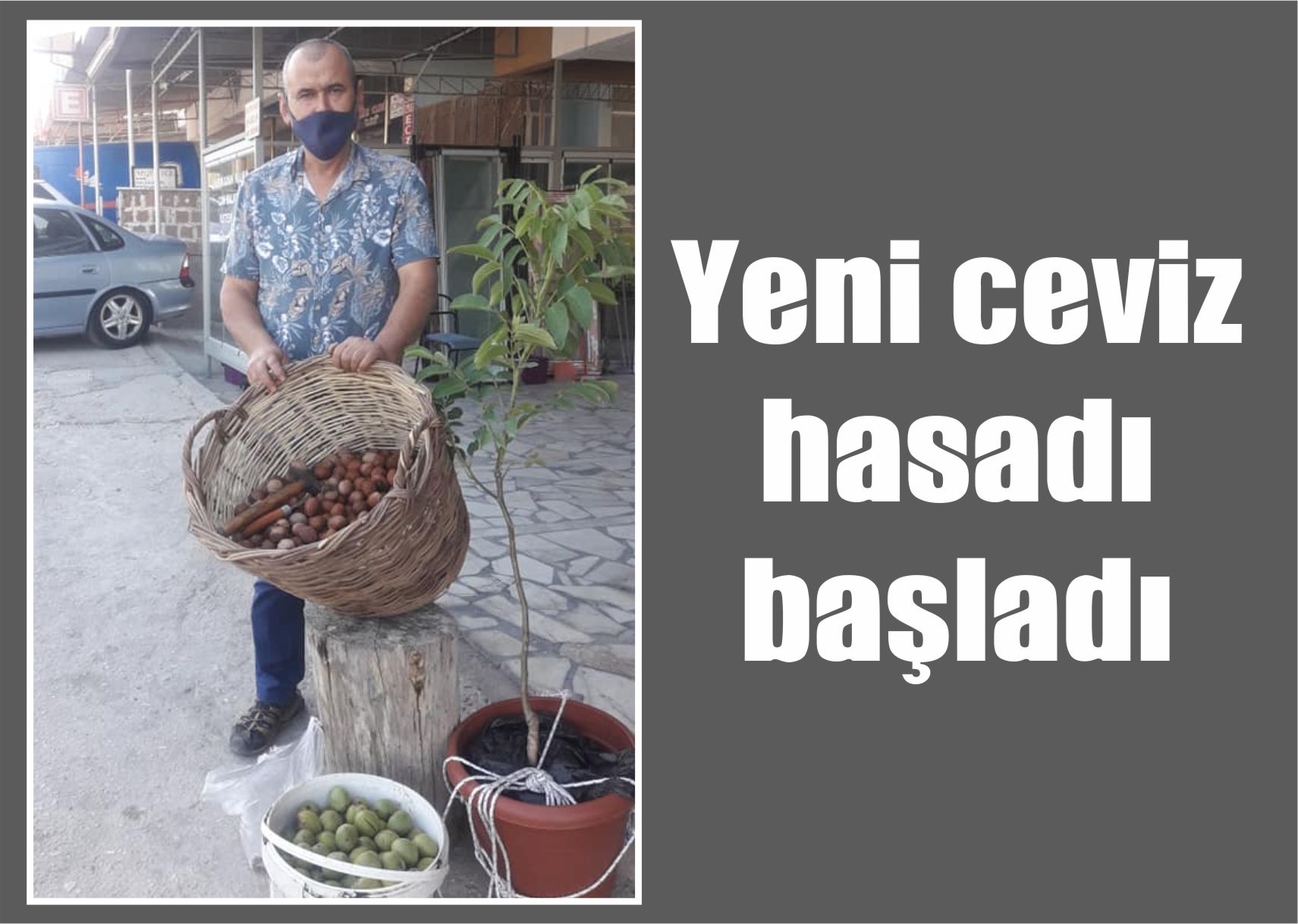 Yeni ceviz hasadı başladı