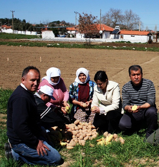 17 ton patates tohumu dağıtılacak