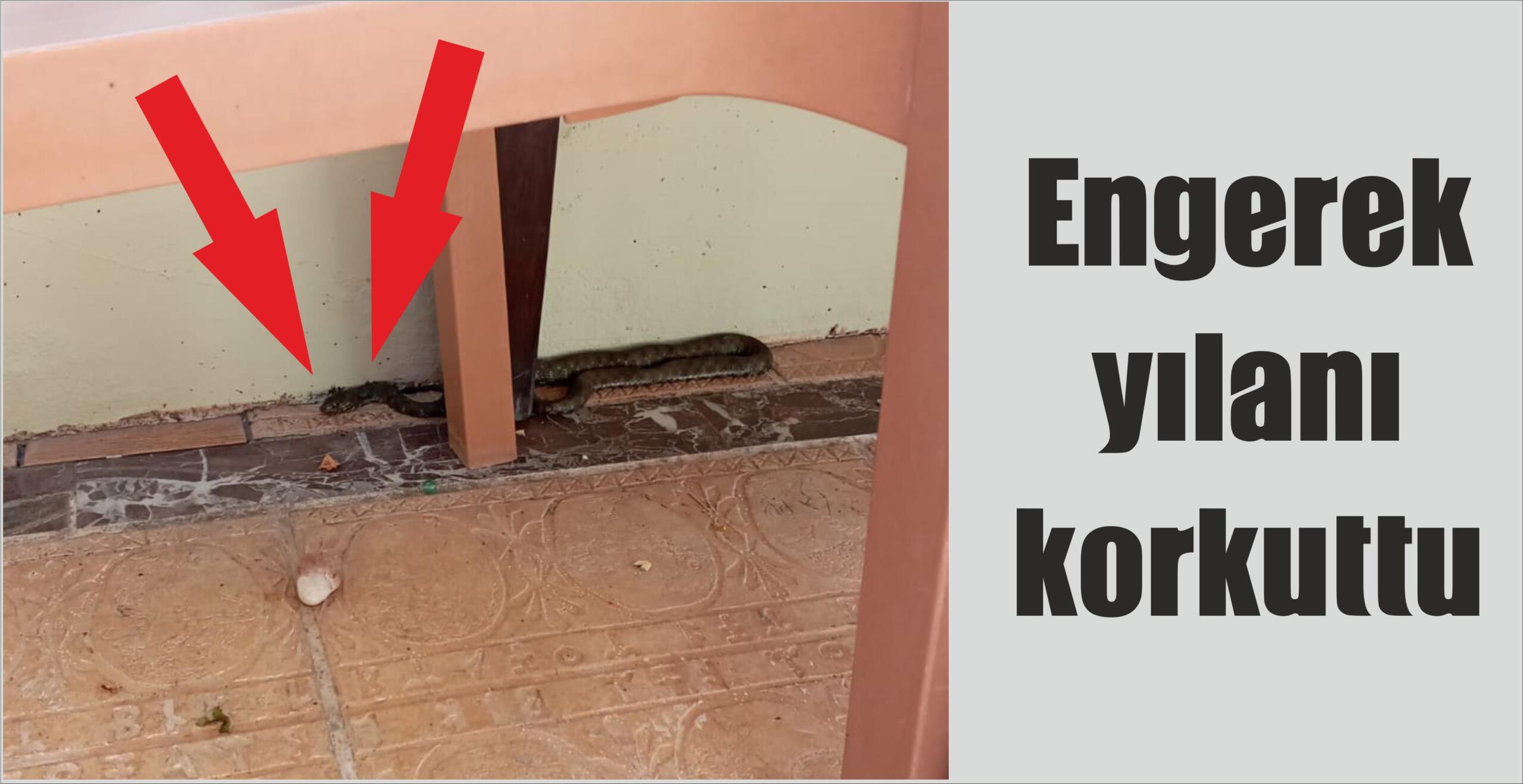 Engerek yılanı korkuttu