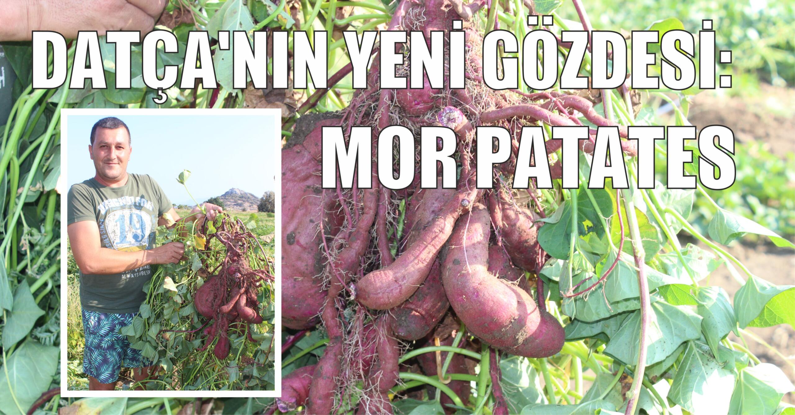 Datça’nın yeni gözdesi: mor patates