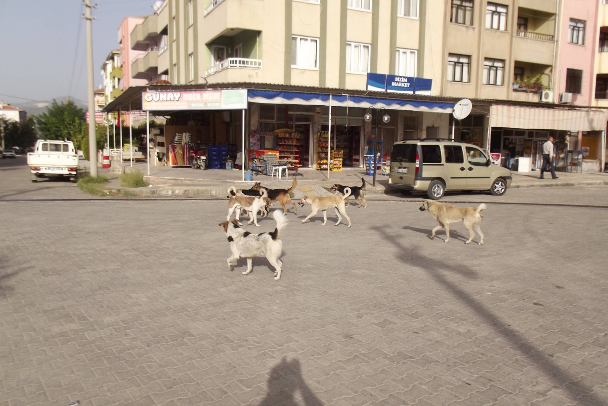 Sokak köpekleri tehlike saçıyor