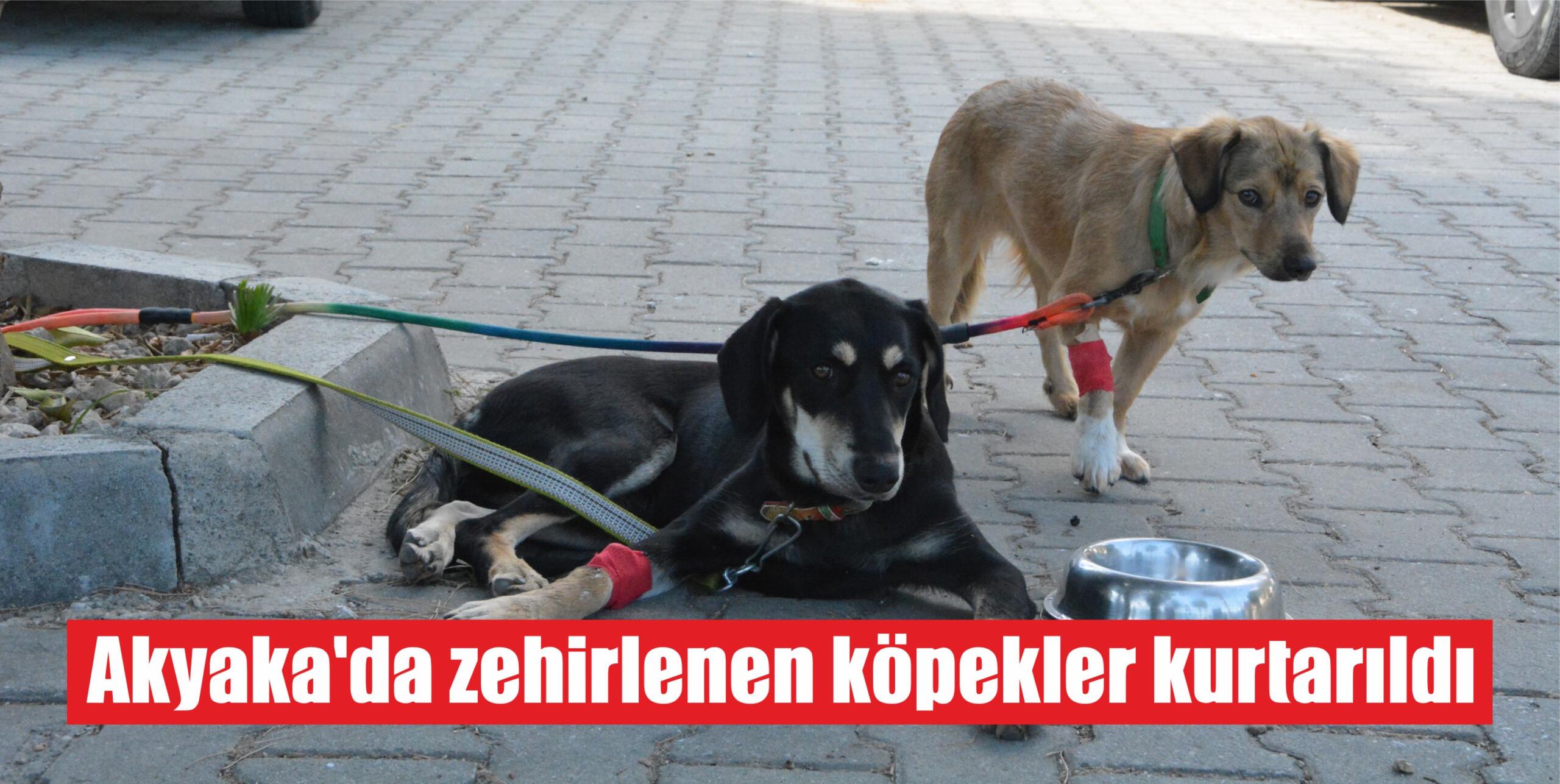 Akyaka’da zehirlenen köpekler kurtarıldı 