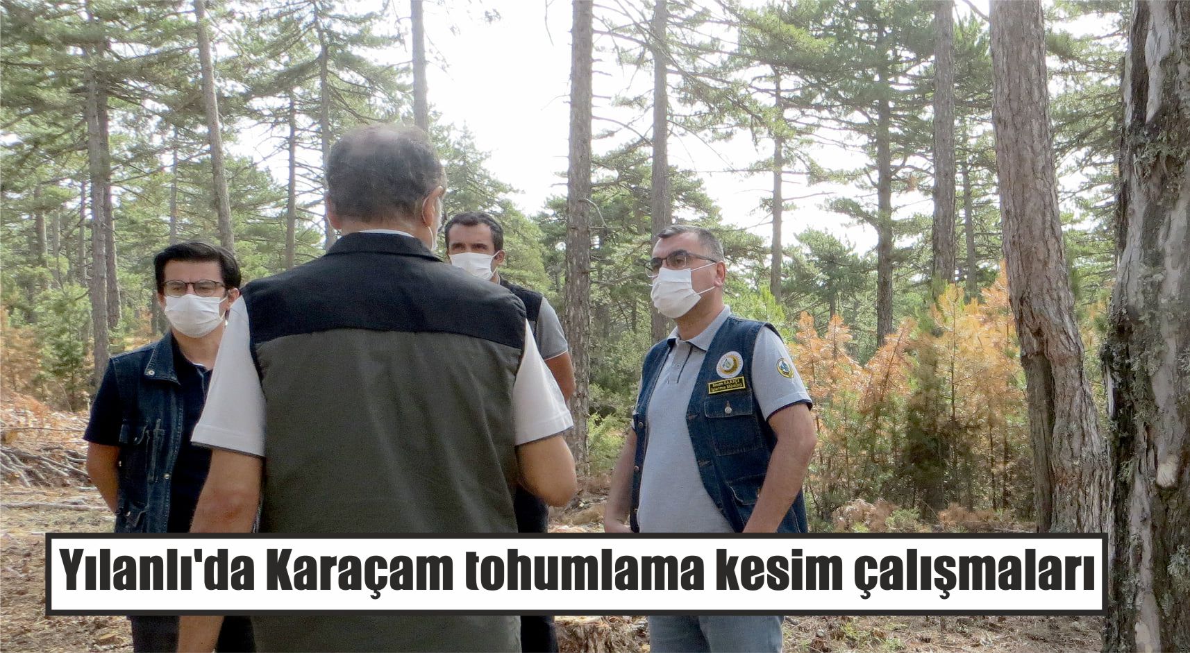 Yılanlı’da Karaçam tohumlama kesim çalışmaları