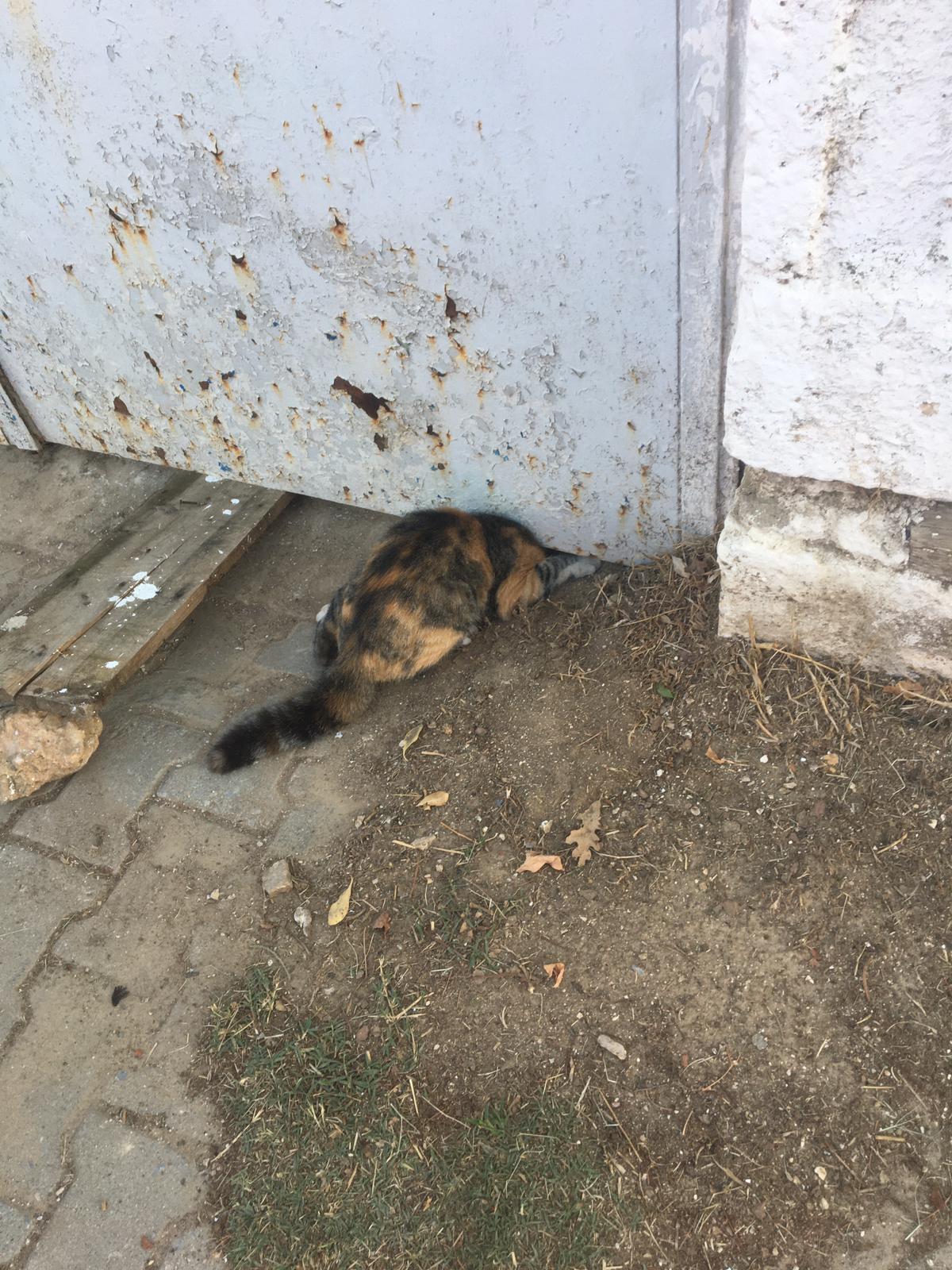 Demir kapı altına sıkışan kedi kurtarıldı