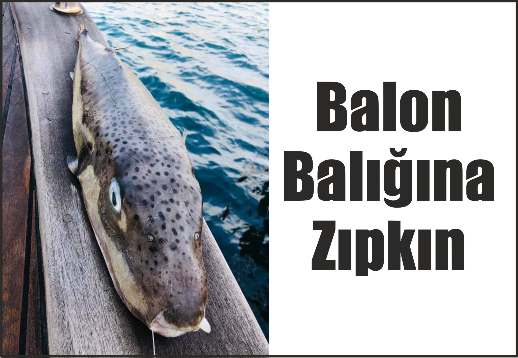 Balon Balığına Zıpkın