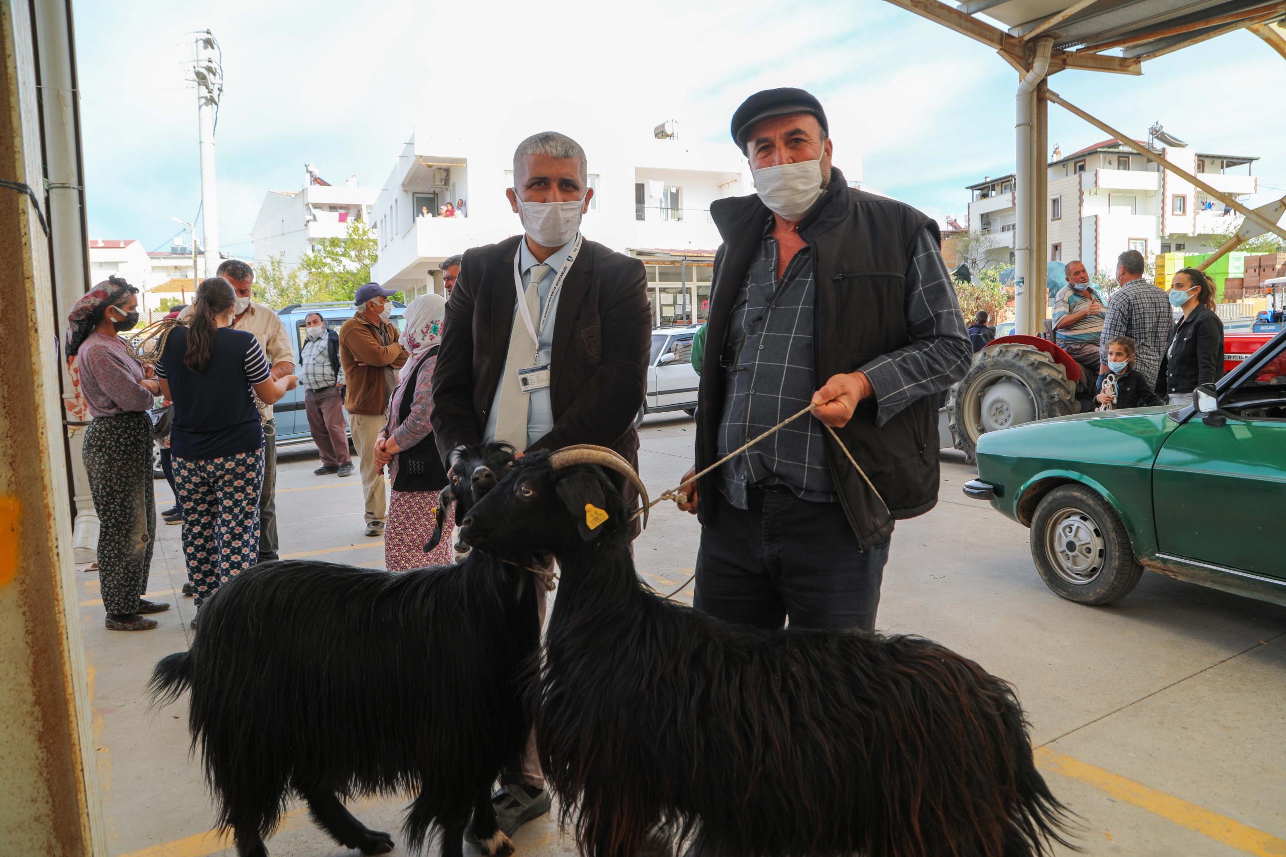 Bodrum Belediyesi’nden Üreticiye Kıl Keçisi