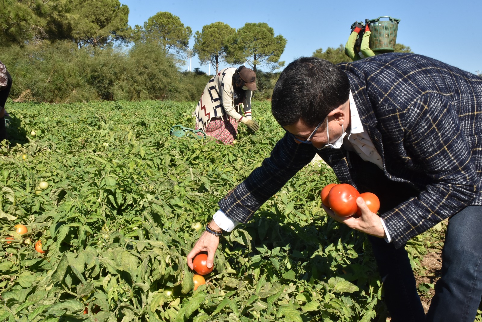 Güzlük Domateslerin Hasadı Başladı