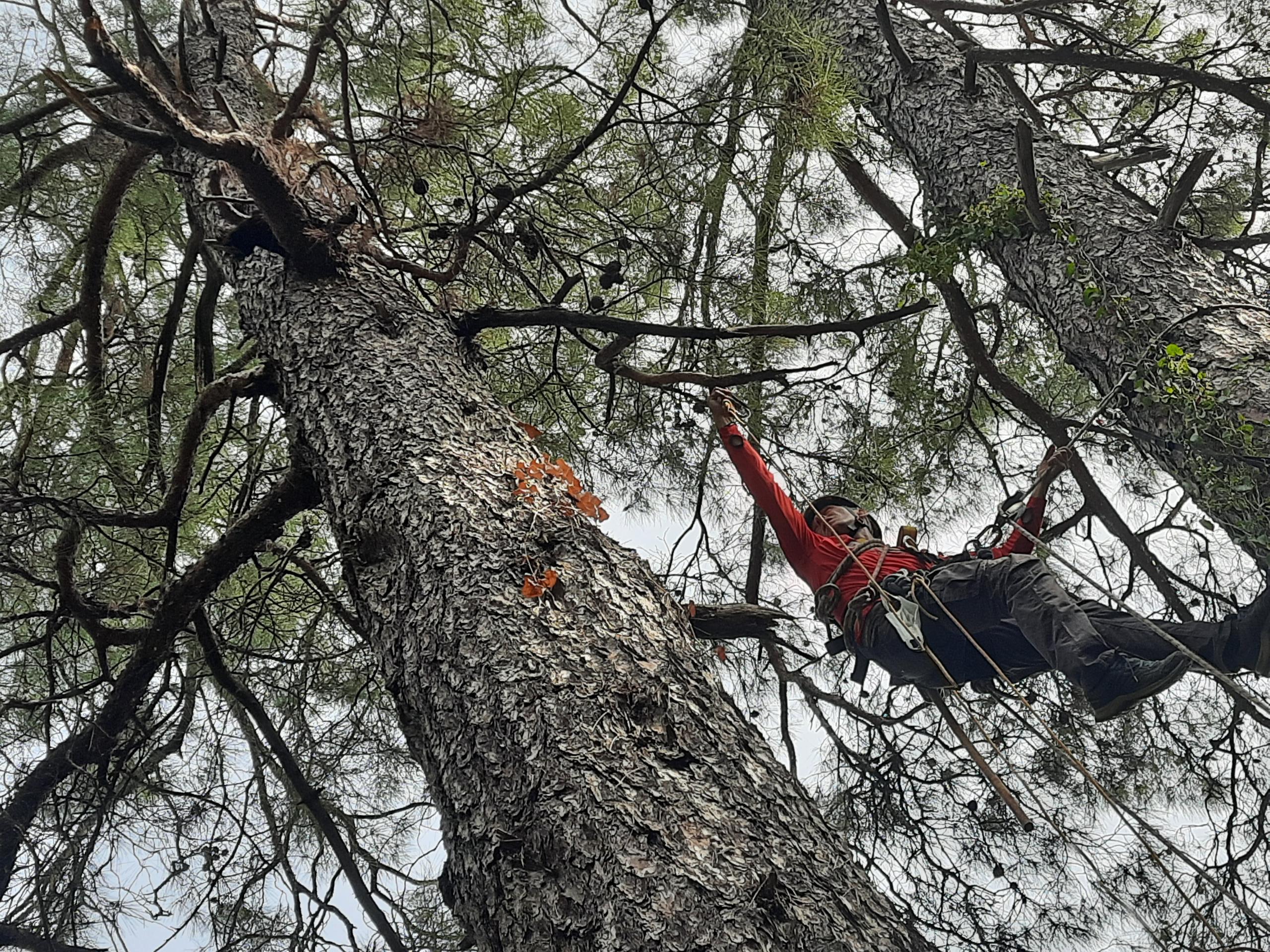 Muğla'da ağaçta mahsur kalan kediyi AKUT kurtardı