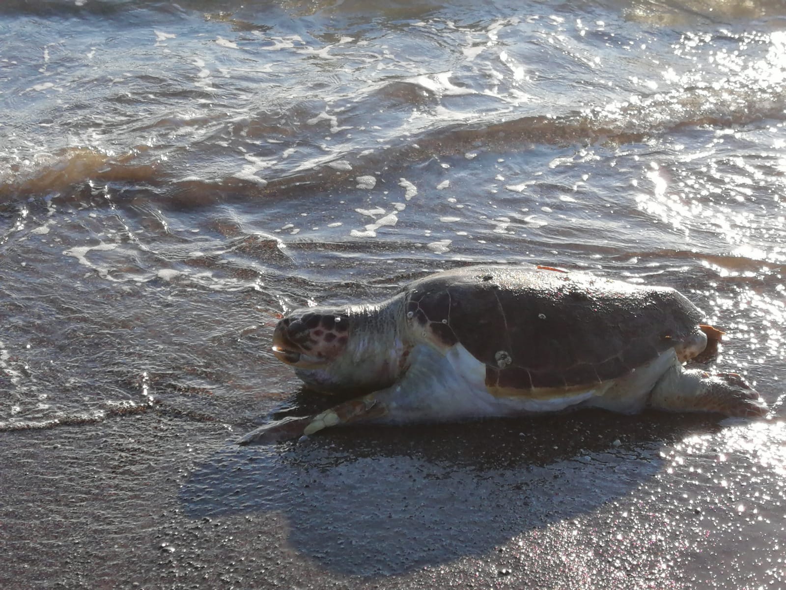 Muğla'da ölü caretta caretta sahile vurdu