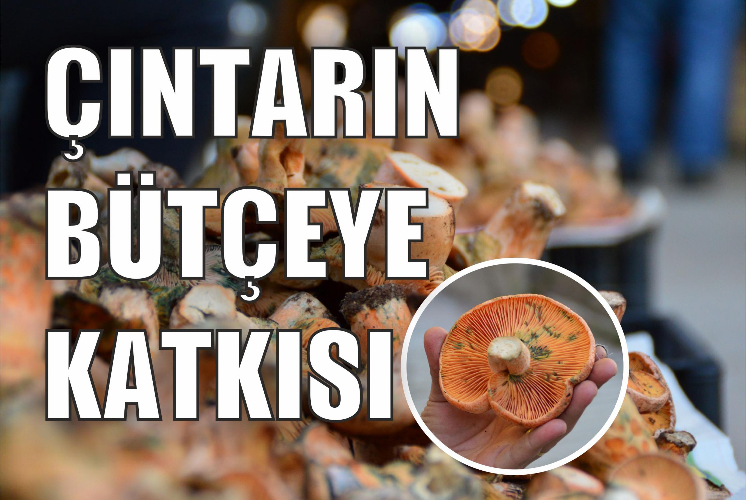 Çıntarın Bütçeye Katkısı