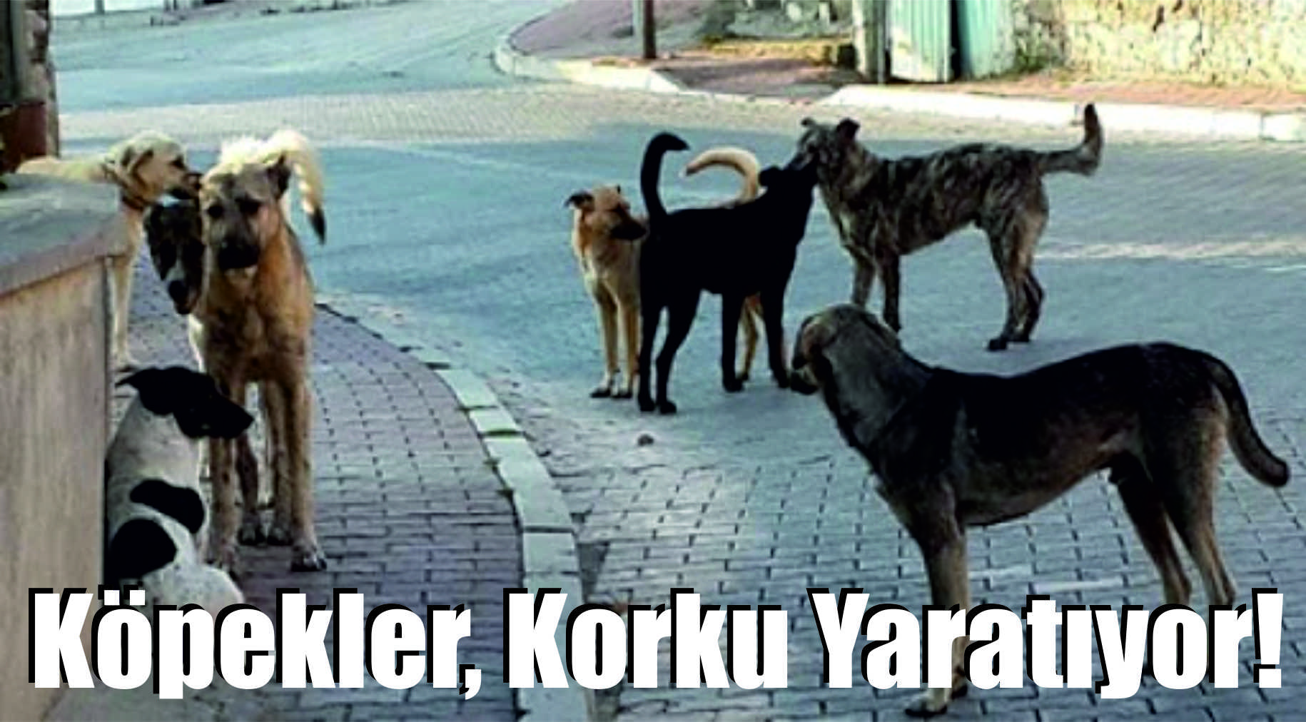 Köpekler, Korku Yaratıyor!