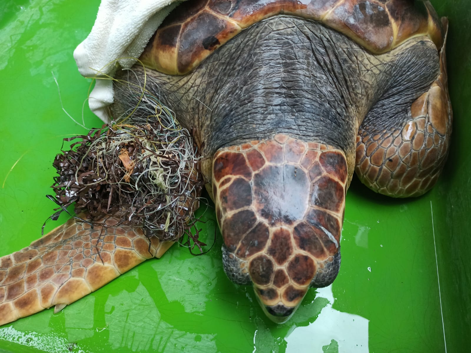 Marmaris'te caretta caretta tedaviye alındı