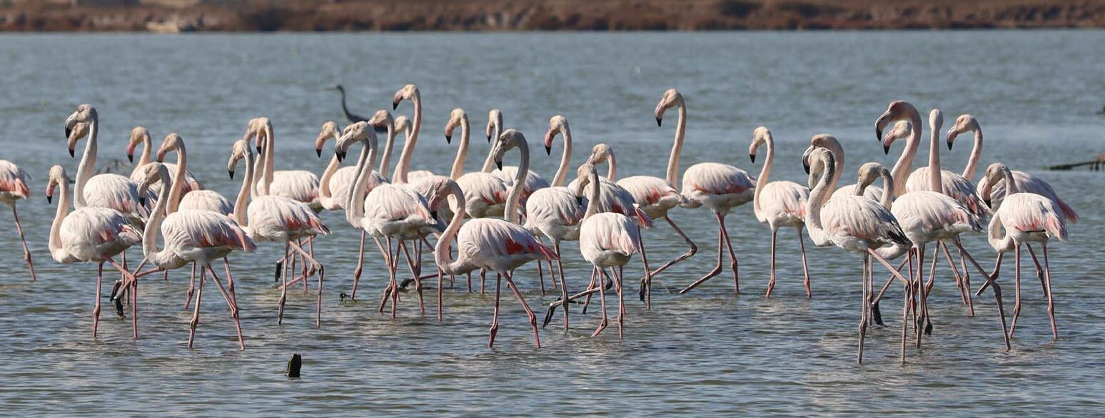 Muğla'nın erkenci flamingoları