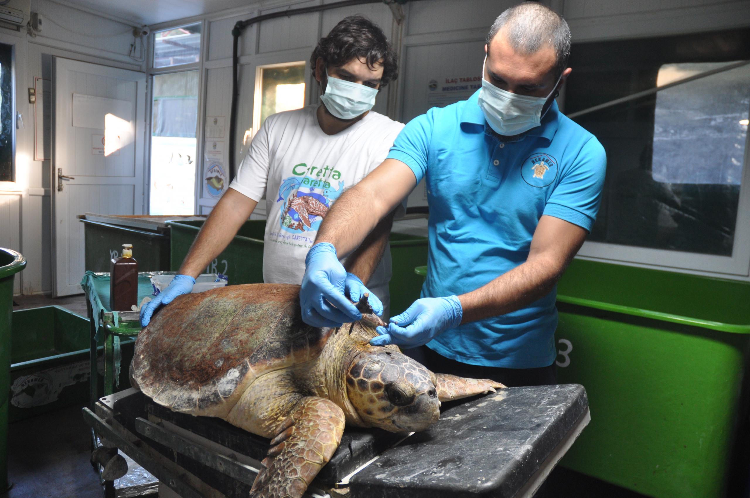 YARALI CARETTA CARETTA TEDAVİ EDİLİYOR