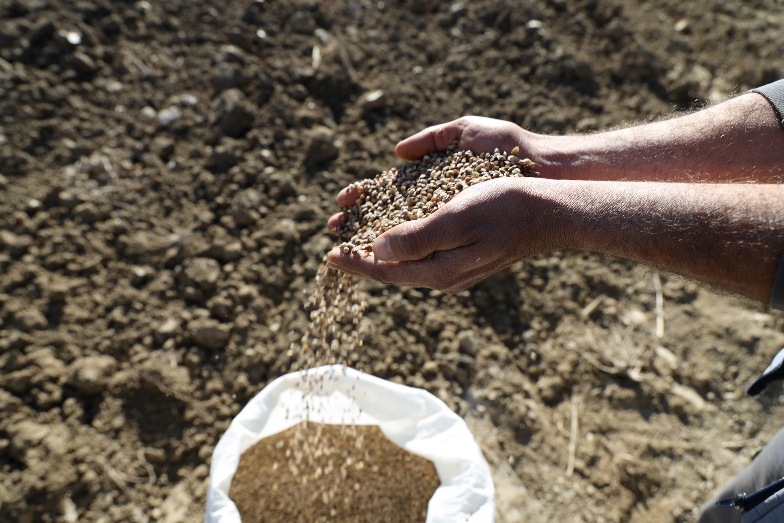 Hayvan Yetiştiricilerine Yem Üretiliyor