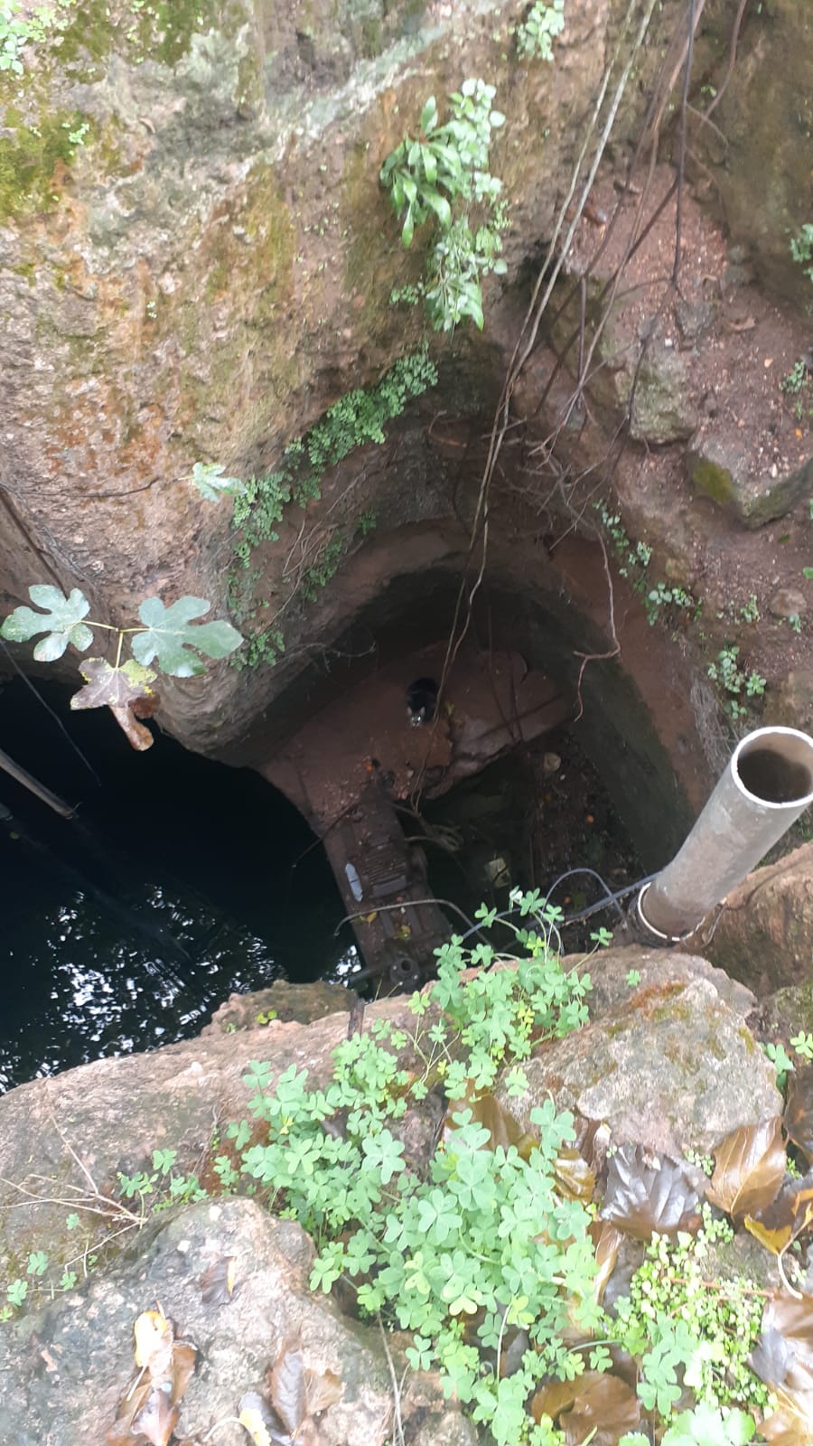 KUYUYA DÜŞEN KEDİ KURTARILDI