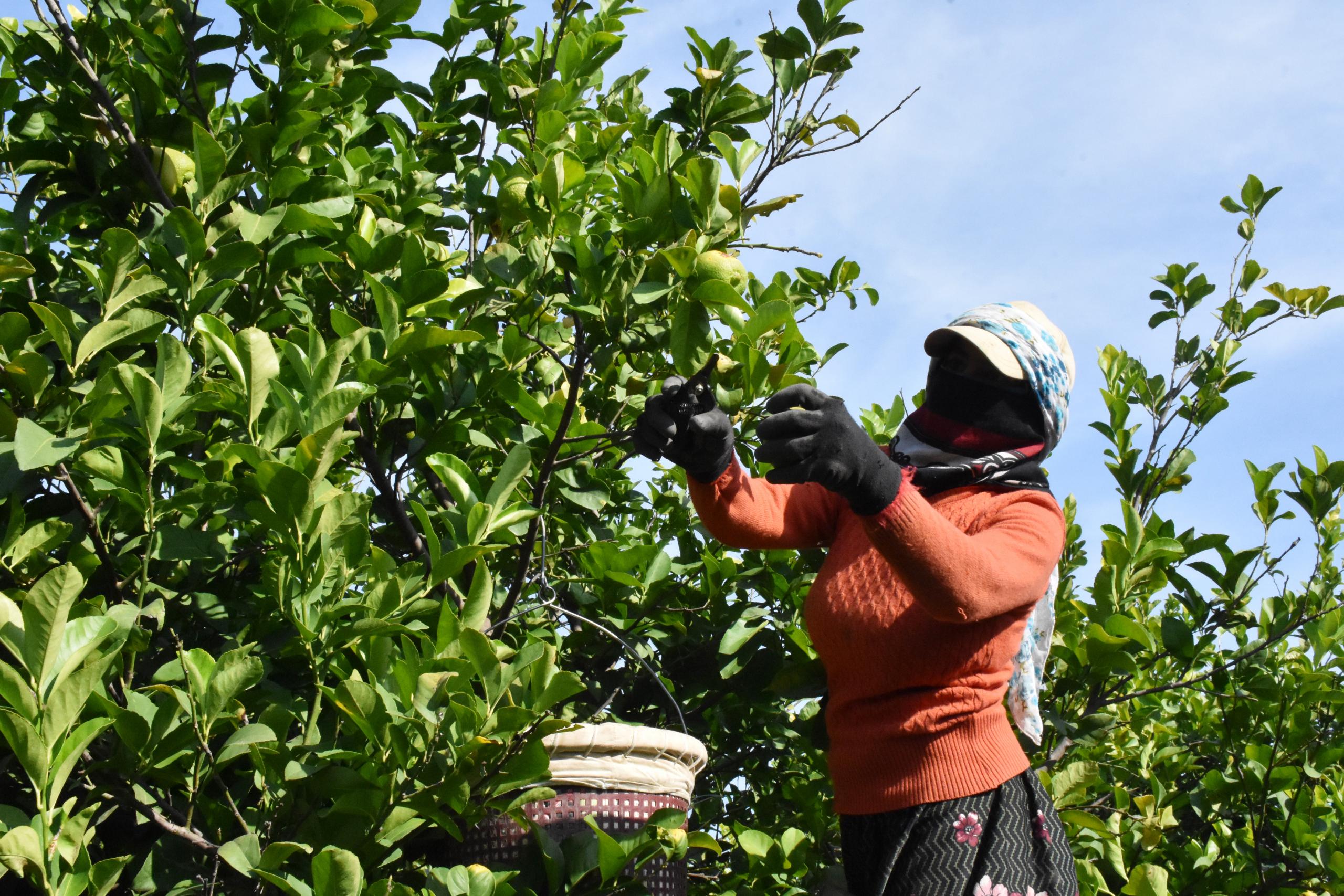 NARENCİYE ÜRETİCİLERİ PAZAR İÇİN MESAİDE