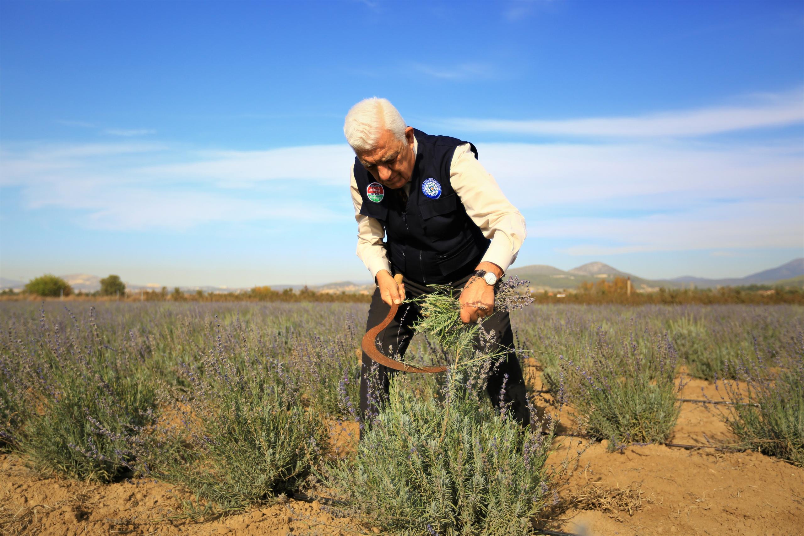 İkinci Lavanta Hasadı Yapıldı