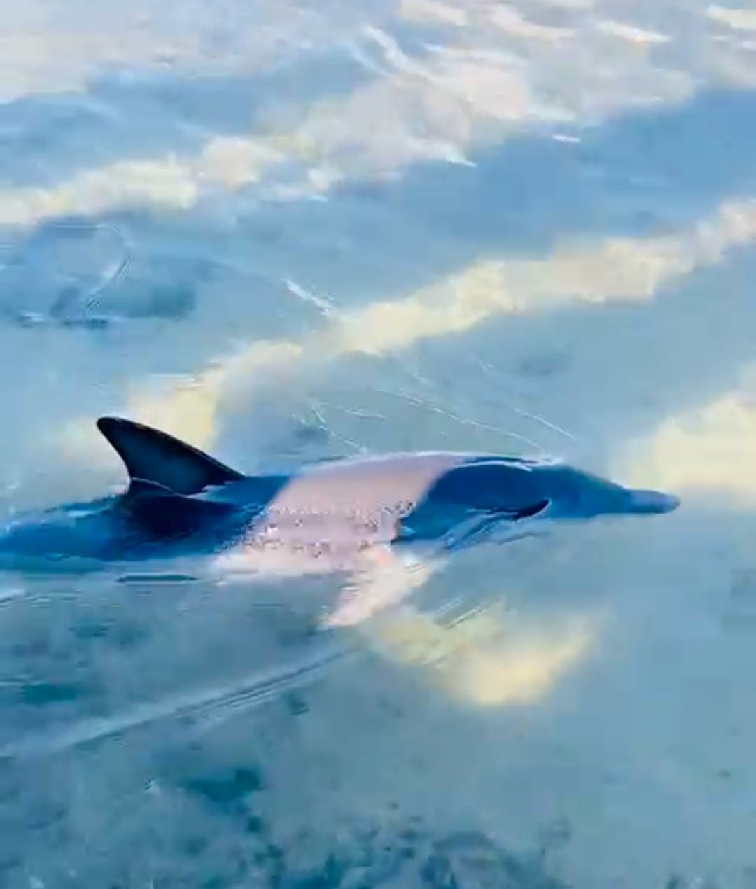 YUNUS YAVRUSU GÖRÜNTÜLENDİ