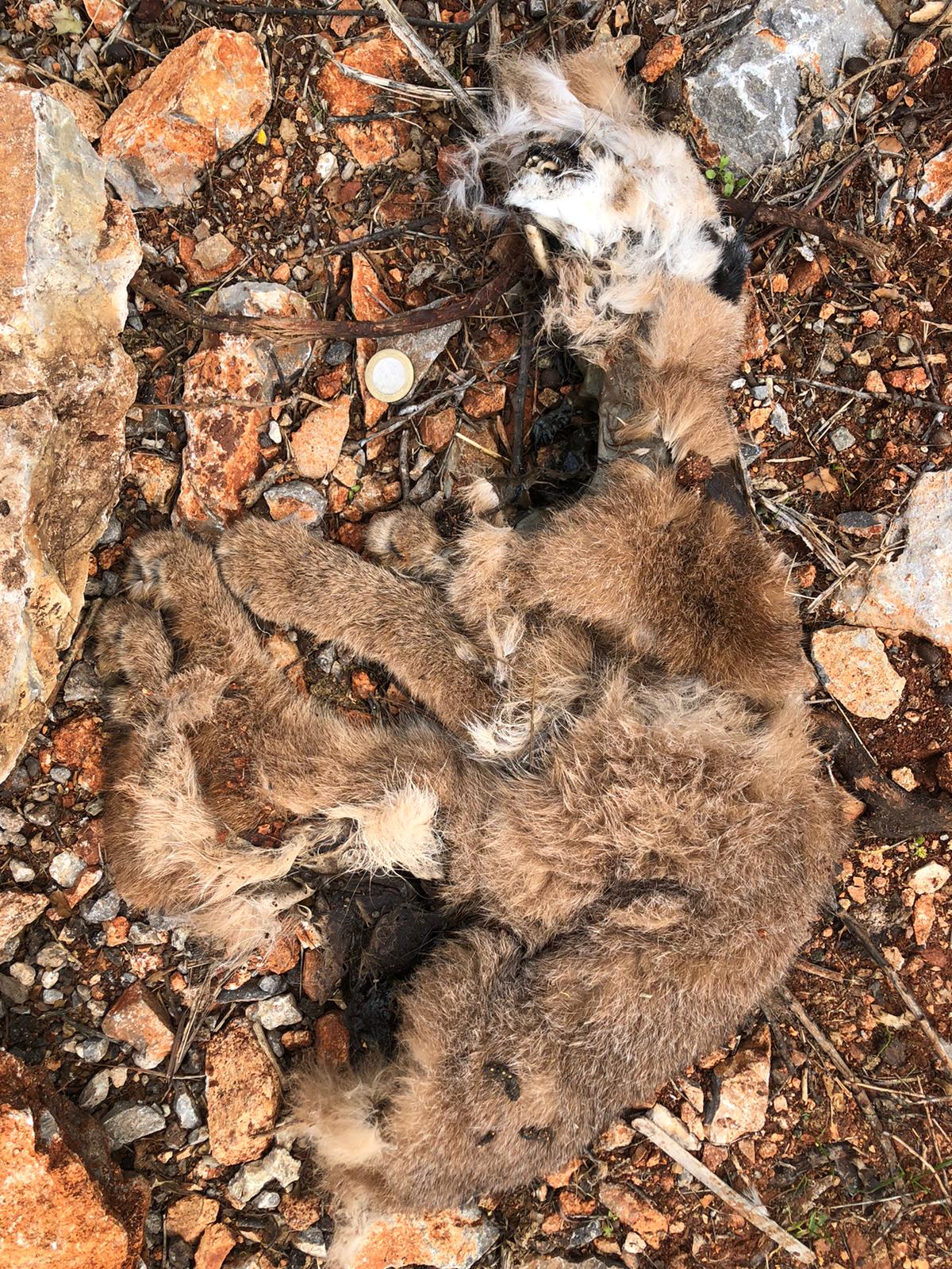 Karakulak yavrusu ölü bulundu