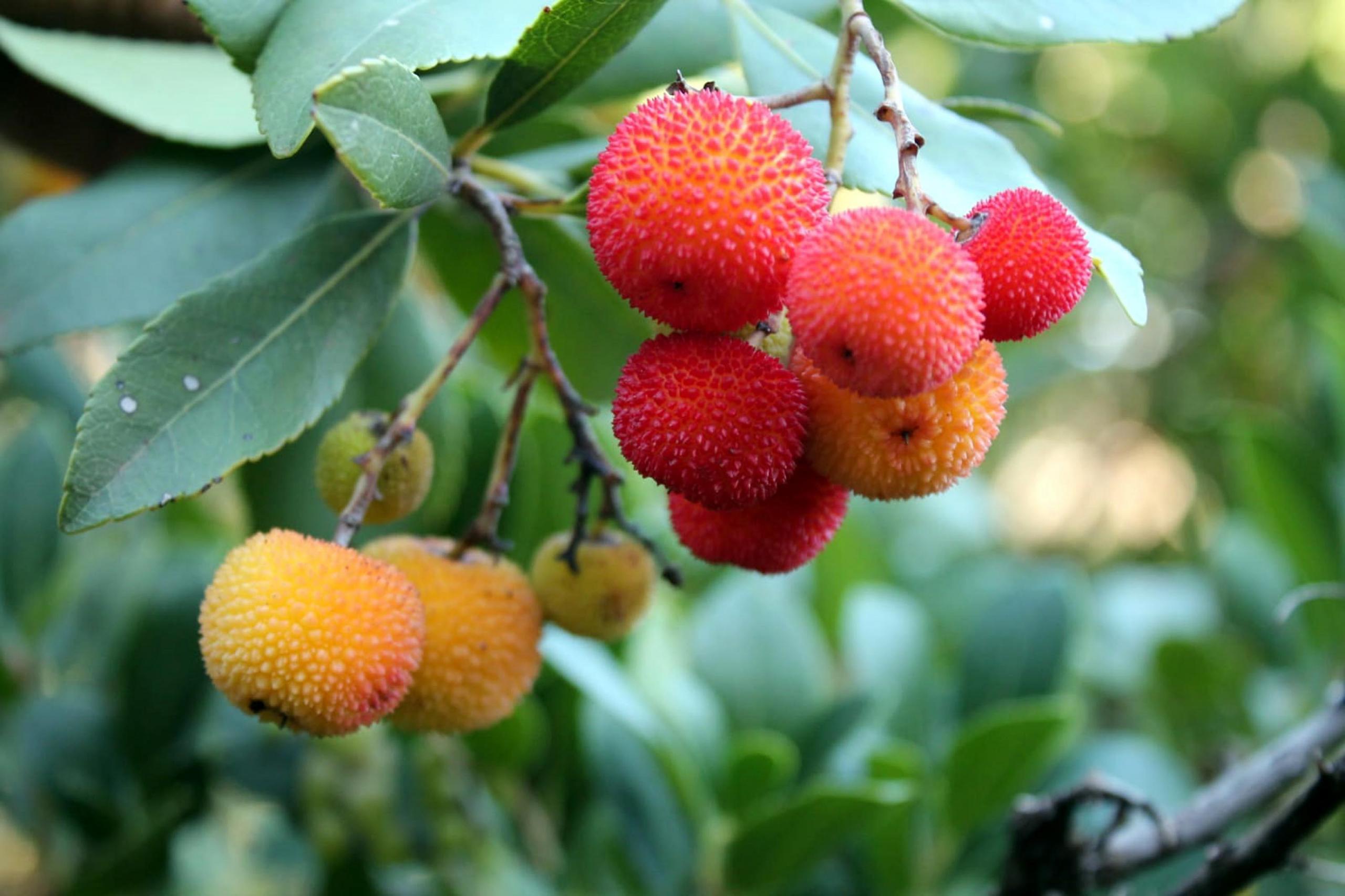 MARMARİS'TE 'DAĞ ÇİLEĞİ' SOFRALARDA