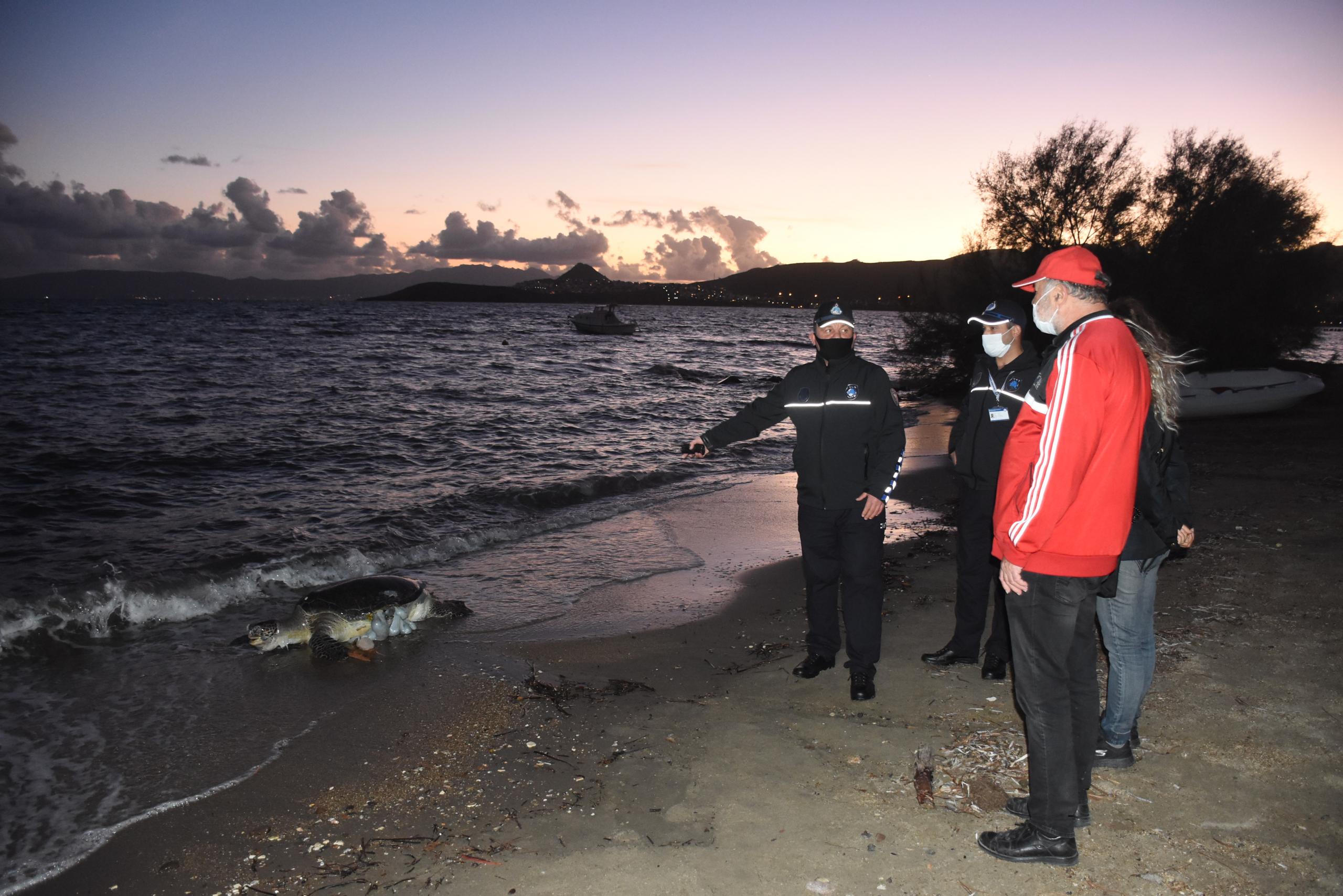 ÖLÜ CARETTA CARETTA SAHİLE VURDU