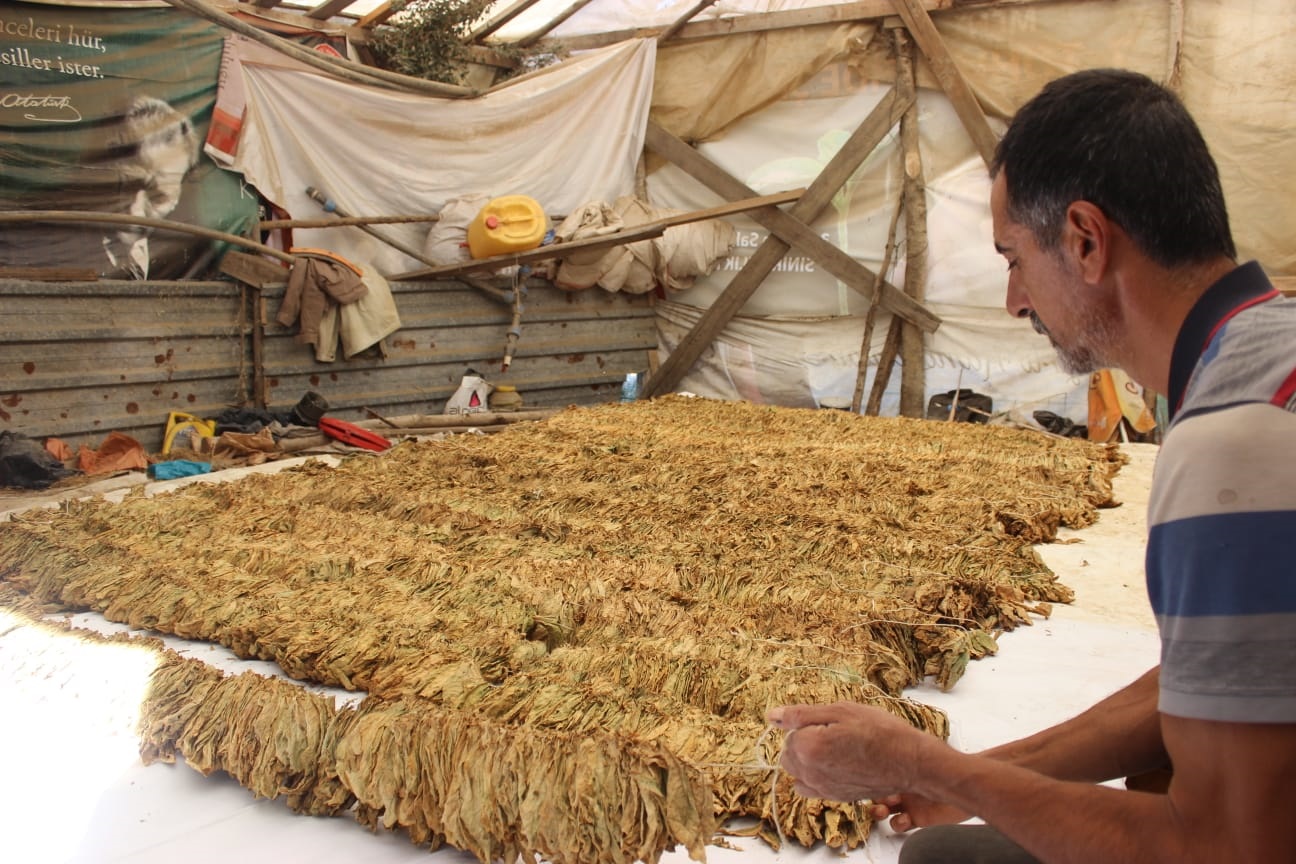 Tütünü Sağlık İçin Ekin