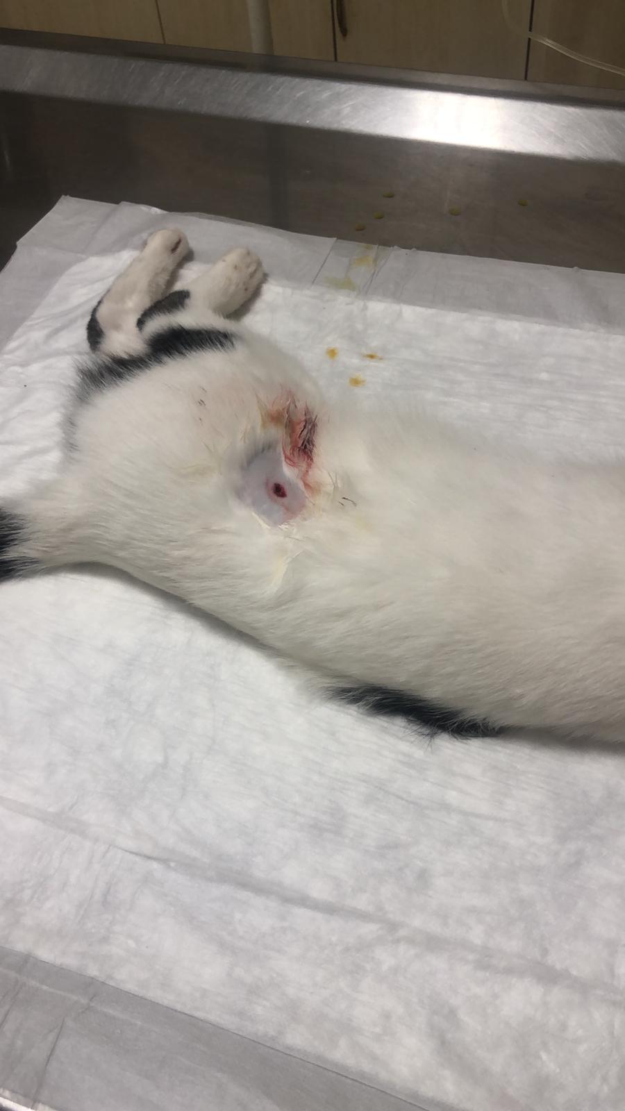 HAYVANSEVERLERİ ÜZEN OLAY