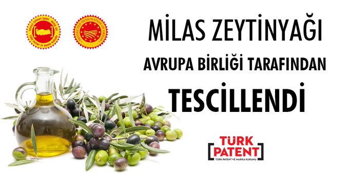 Bakan Varank: Milas Zeytinyağı bugün Avrupa Birliği nezdinde de tescillendi