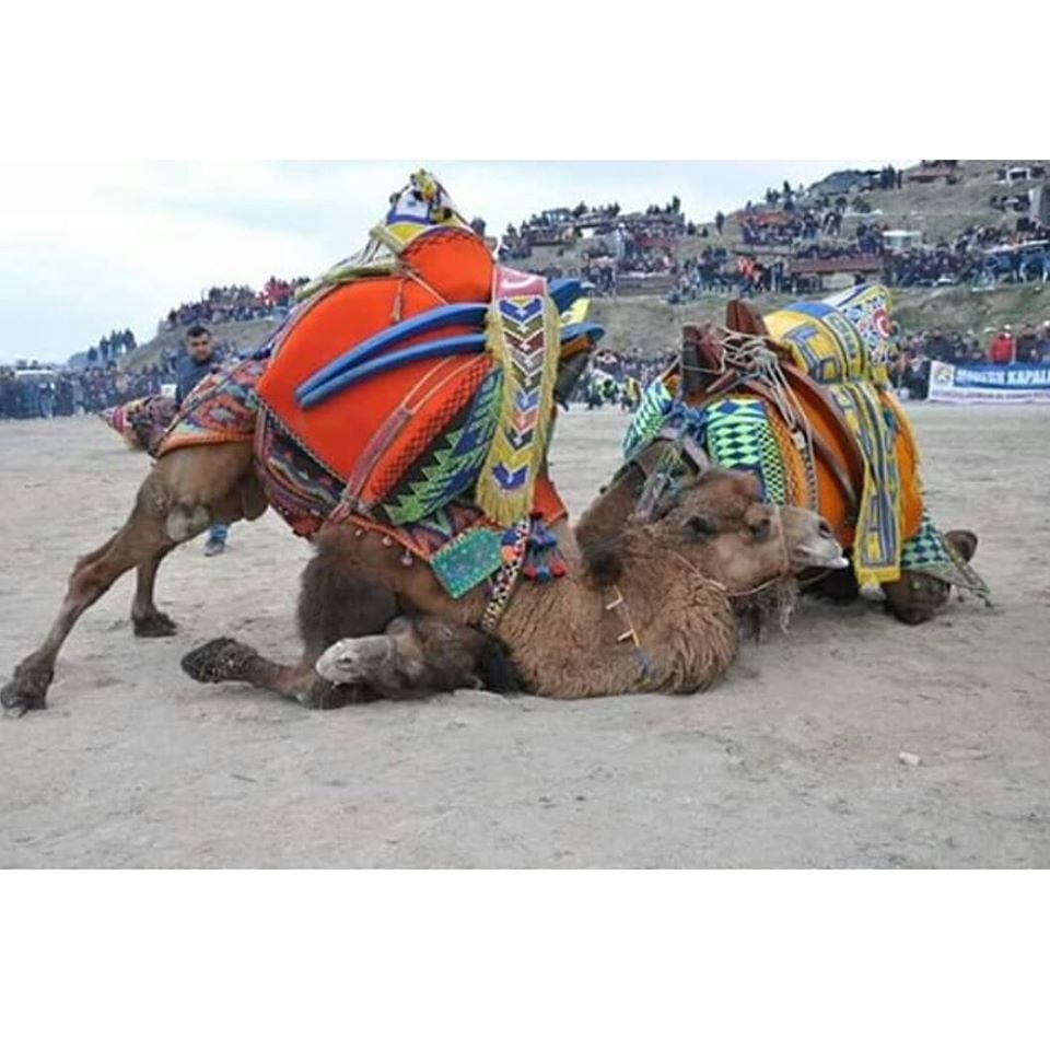 DEVE GÜREŞİ FESTİVALİ İPTAL EDİLDİ