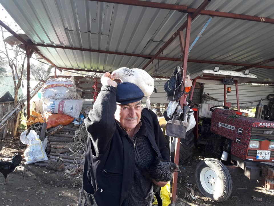 TAVUKLAR BAŞININ ÜSTÜNDE YEM YİYOR