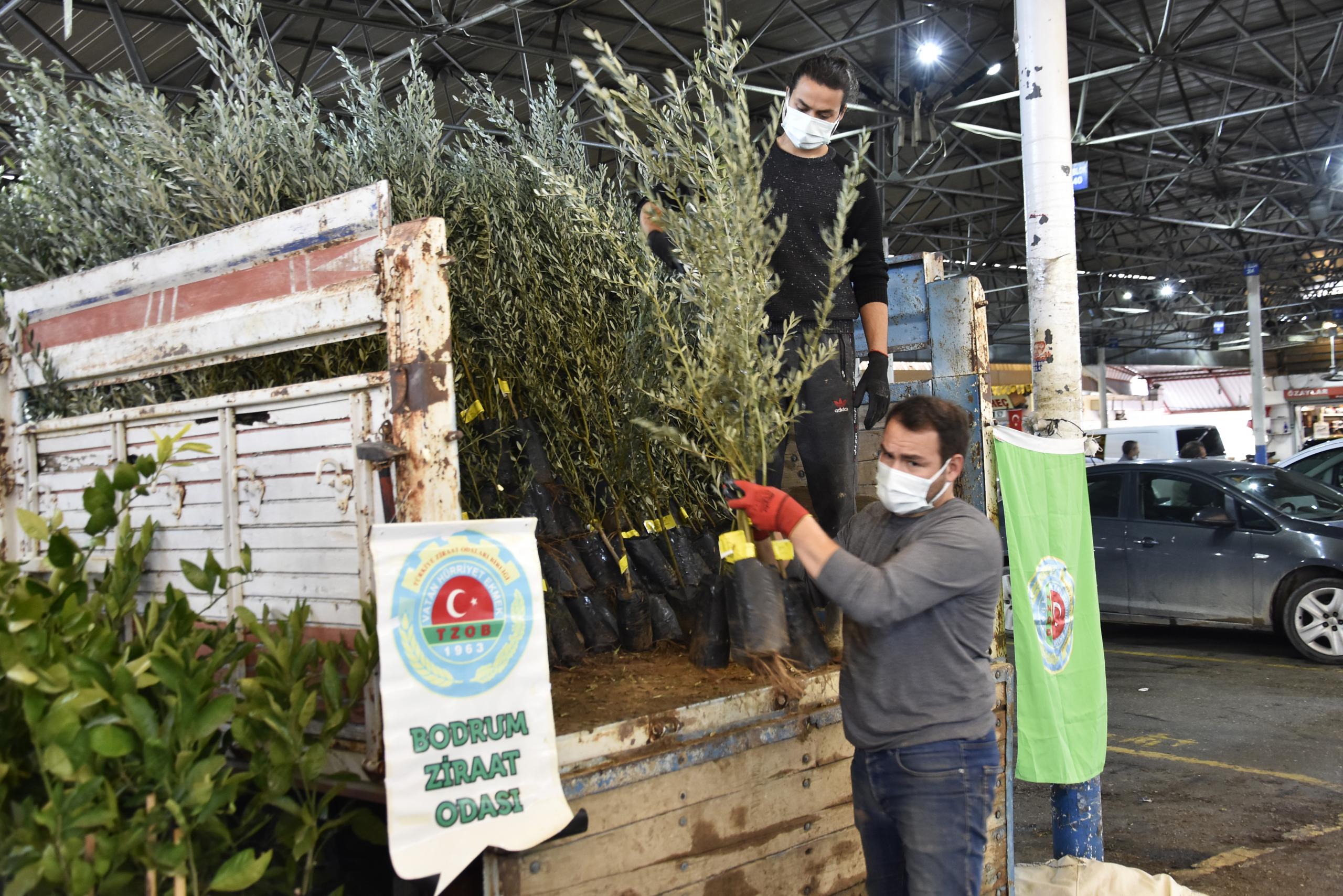 Bodrum'da Gemlik zeytini fidanı dağıtıldı