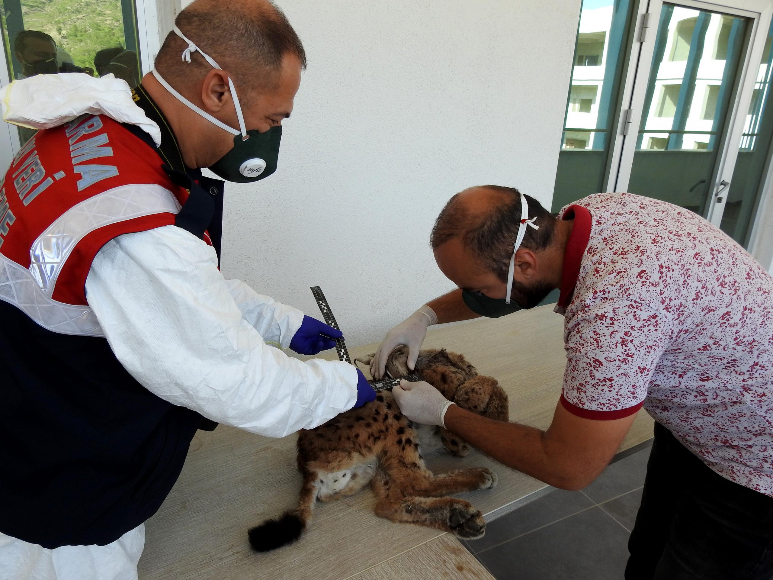 Vaşağın ölüm nedeni kriminal incelemeyle belirlendi