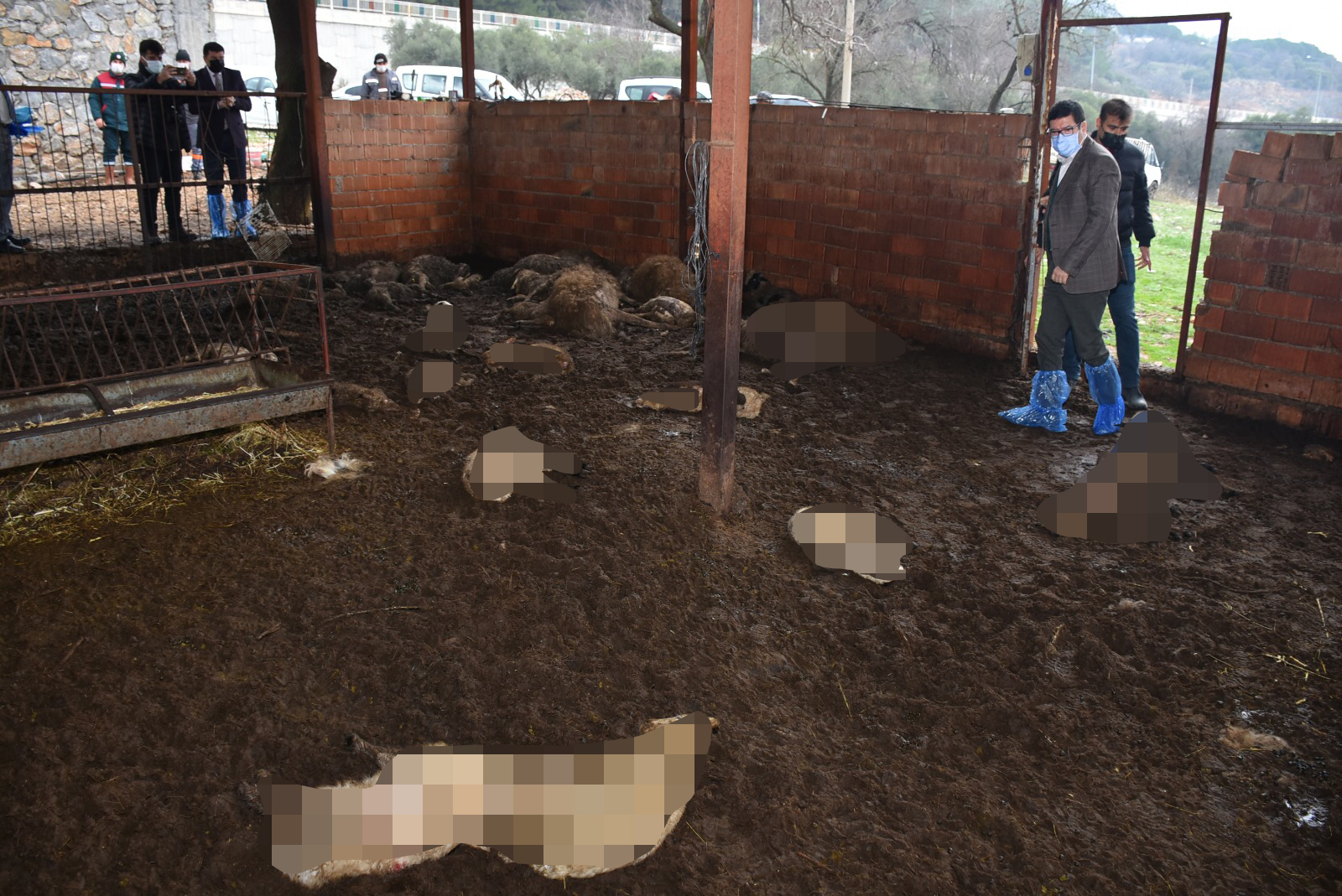 Muğla'da ağıla giren sokak köpekleri 38 küçükbaş hayvanı telef etti